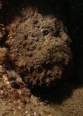 Komodo 2016 - Reef stonefish - Poisson Pierre - Synanceia Verrucosa - IMG_7427_rc
